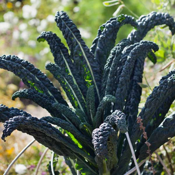 Kale Cavolo Nero Vegetable Seeds