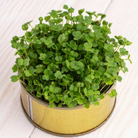 Kale, Red Russian – Microgreen Seed