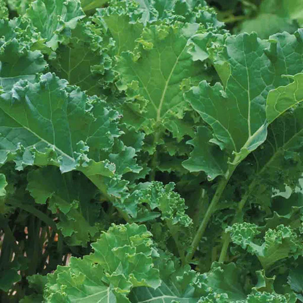 Kale- Siberian