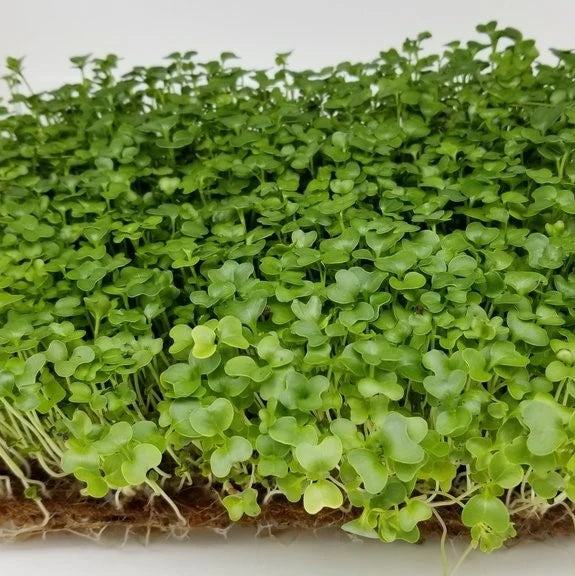 Kale, Red Russian – Organic Microgreen Seed