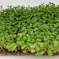 Kale, Red Russian – Organic Microgreen Seed