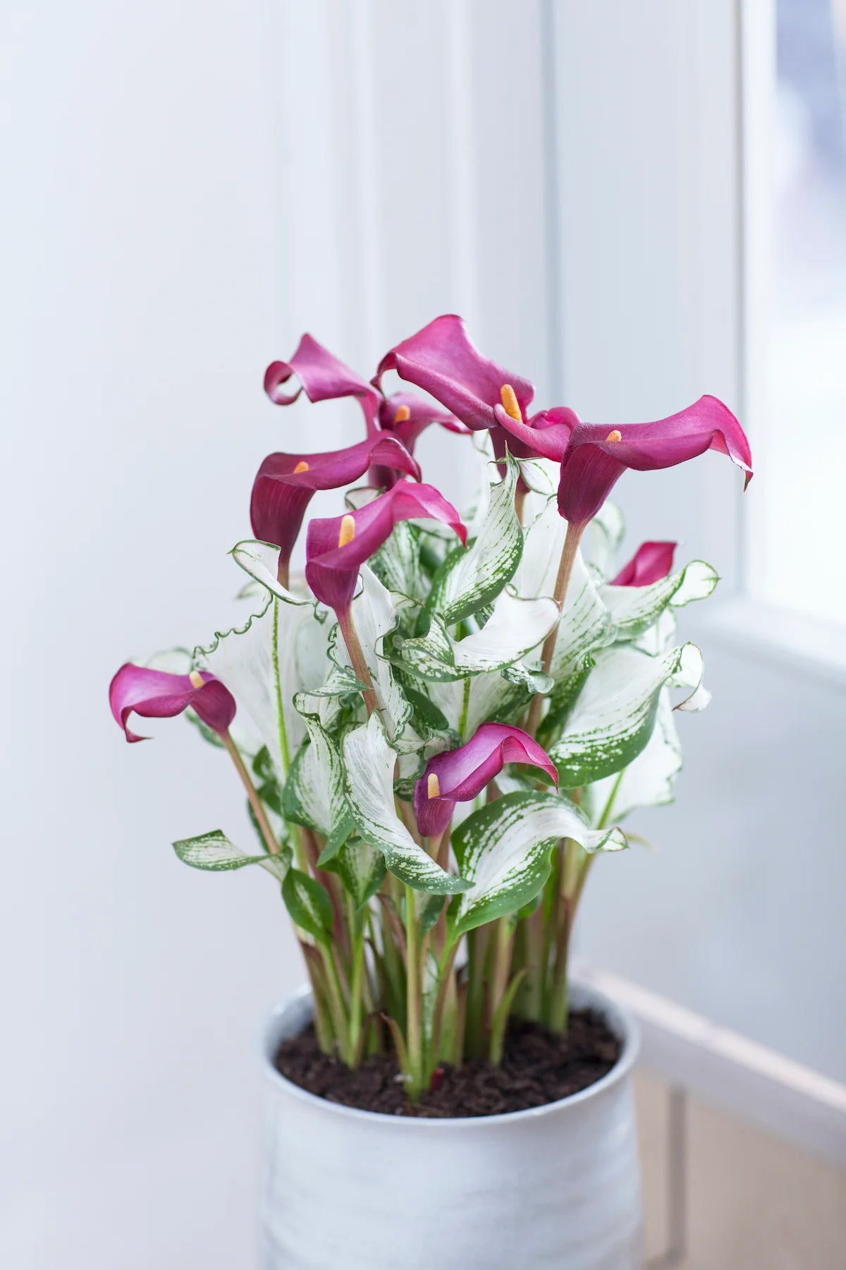Frozen Queen Calla Lily