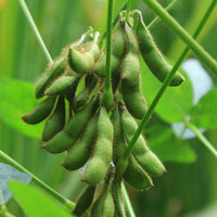 Karikachi – Soybean Seed