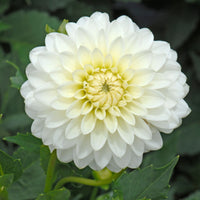 Karma Maarten Zwaan Dahlia
