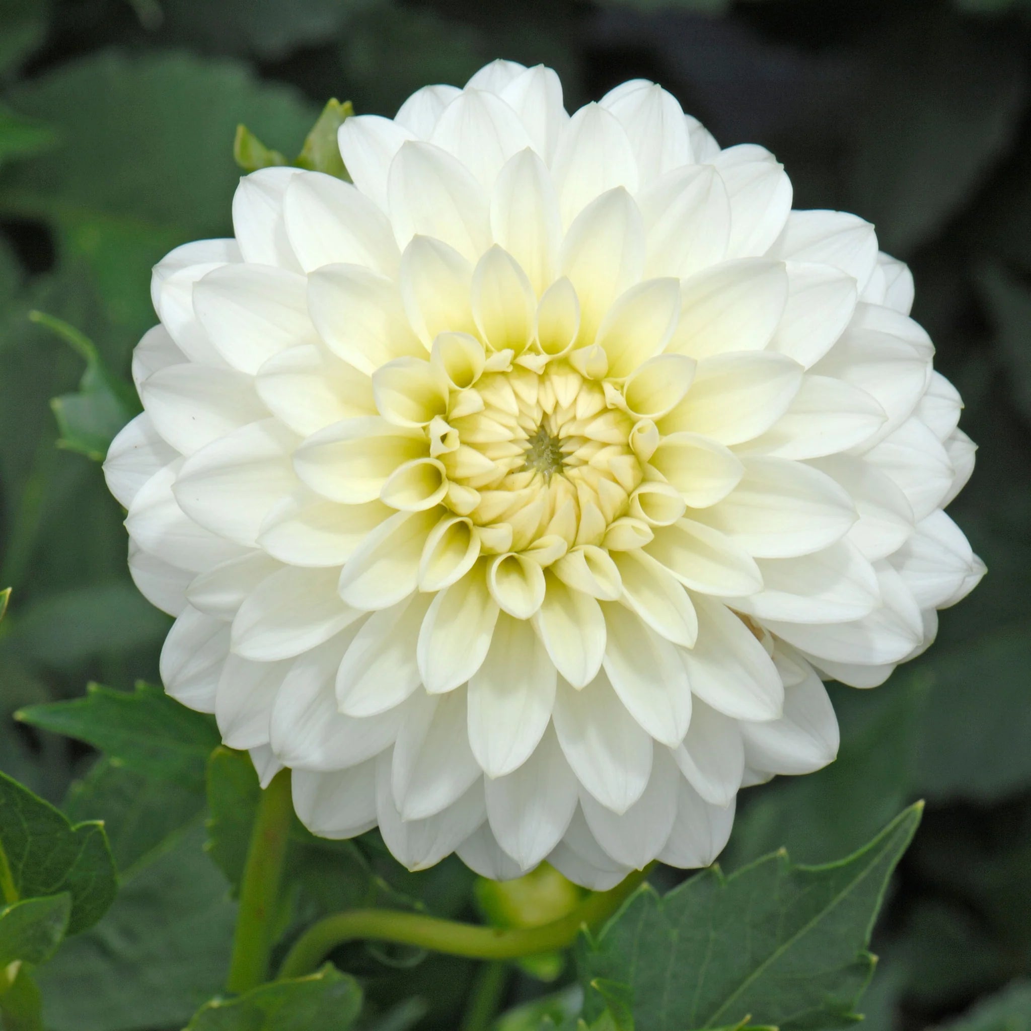 Karma Maarten Zwaan Dahlia