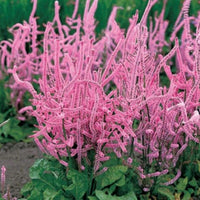 Heirloom Non-GMO Limonium Suworowii Flower Seeds – Ornamental Sea Lavender Flower Seeds