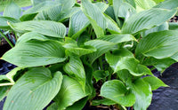 Kingsize Hosta