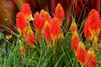 Heirloom Non-GMO Kniphofia Flower Seeds for Planting – Vibrant Torch-Lily Blooming Seeds