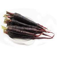 Komachi Balloon Flower Seeds