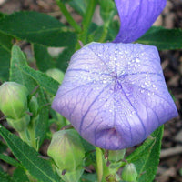 Komachi Balloon Flower Seeds