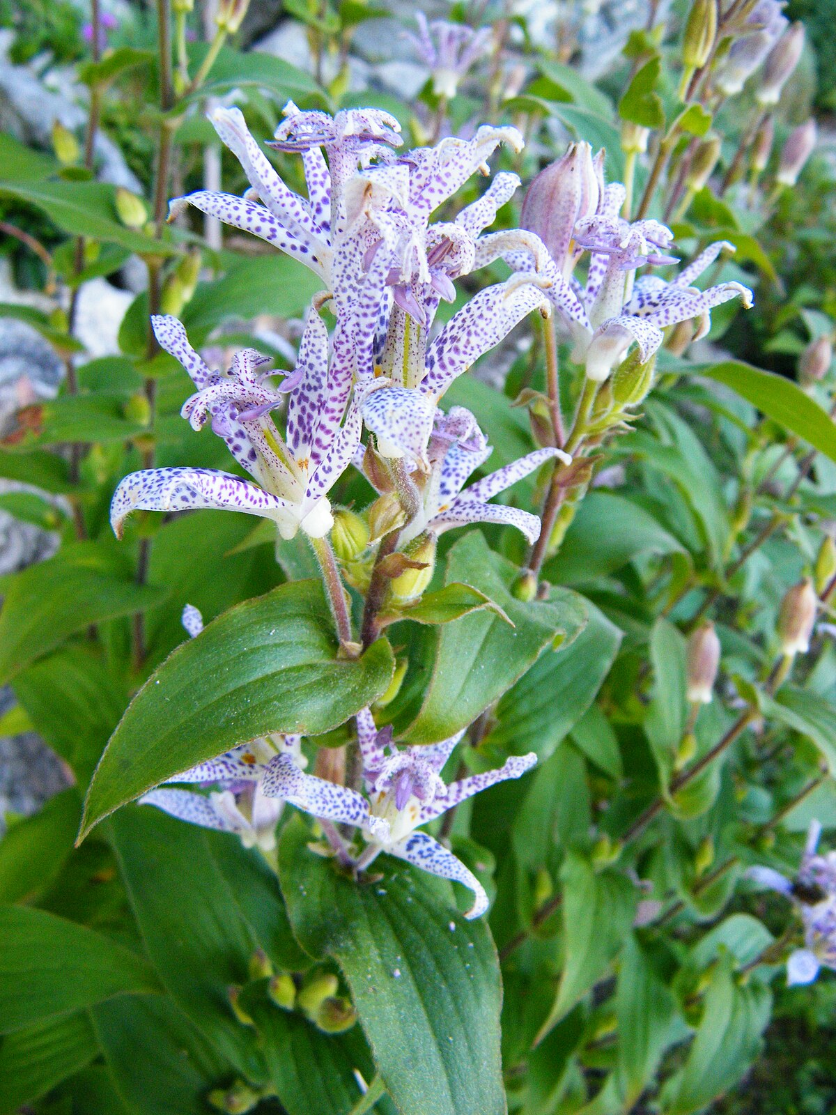 Formosana Toad Lily