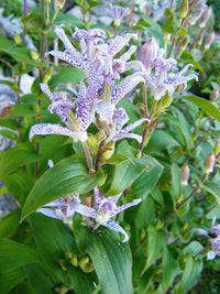 Formosana Toad Lily
