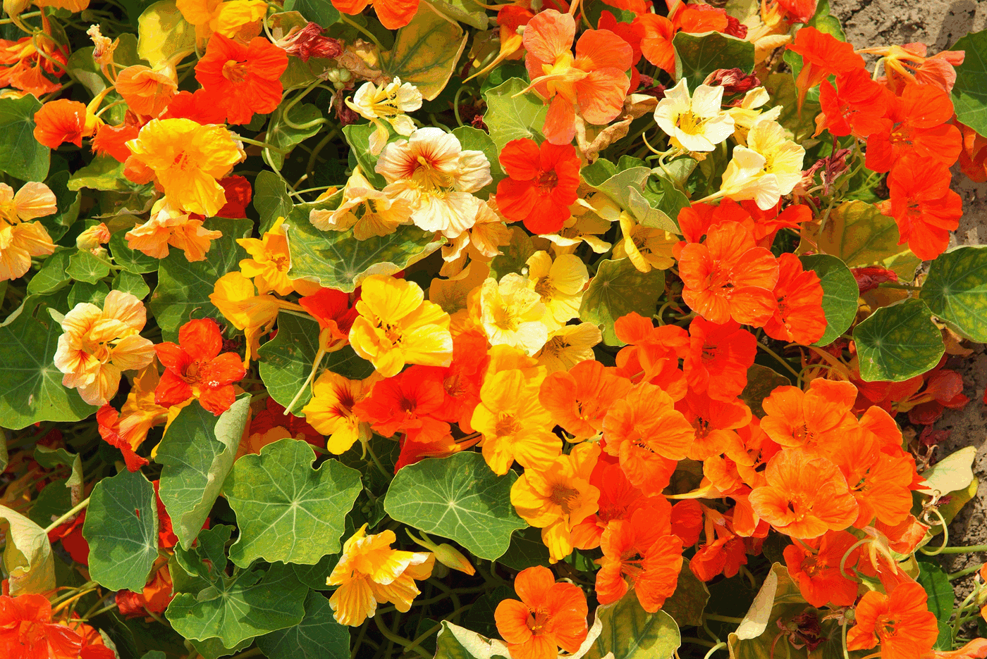 Kapuzinerkresse Flower Seeds for Planting, Heirloom, Non-GMO, 100 for planting in home garden