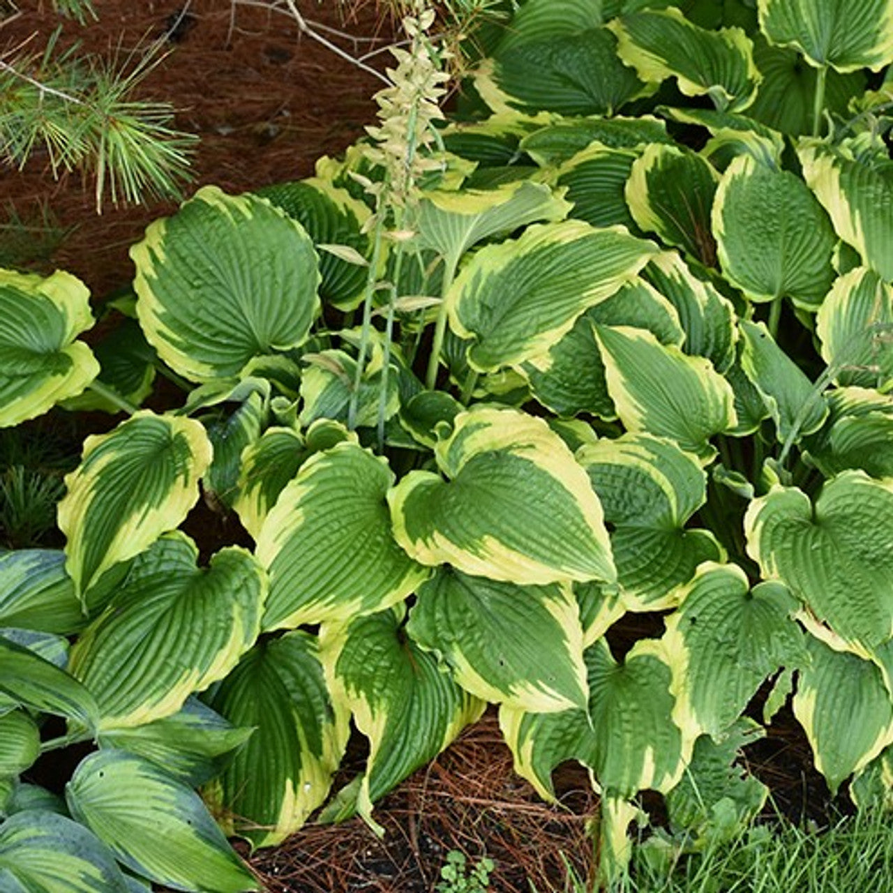 Spartacus Hosta