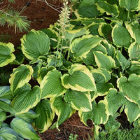 Spartacus Hosta