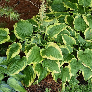 Spartacus Hosta