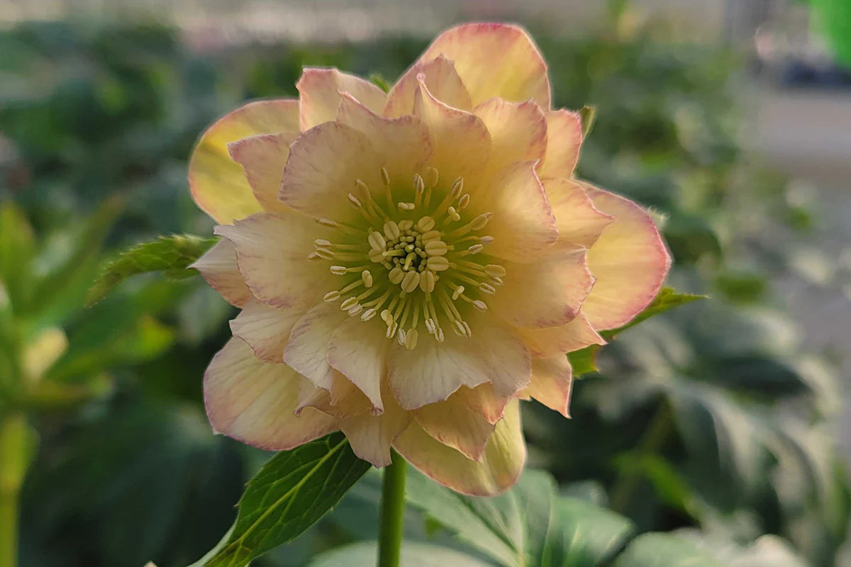 First Dance Double Hellebore