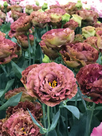 Rosanne 3 Brown – Lisianthus Seed