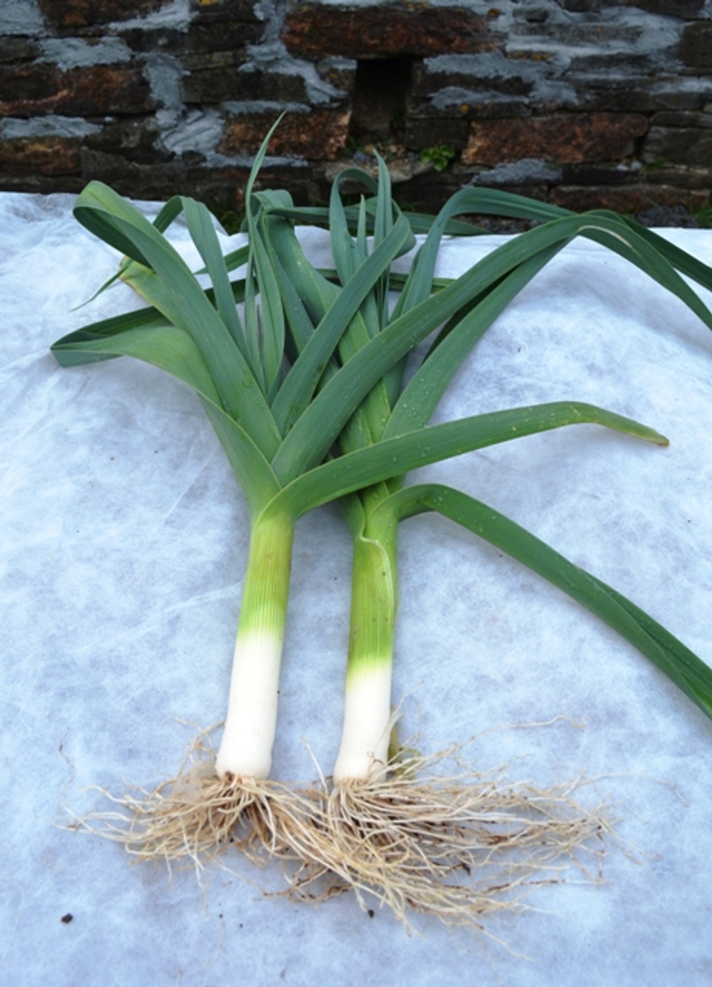 Comanche – Organic Leek Seed