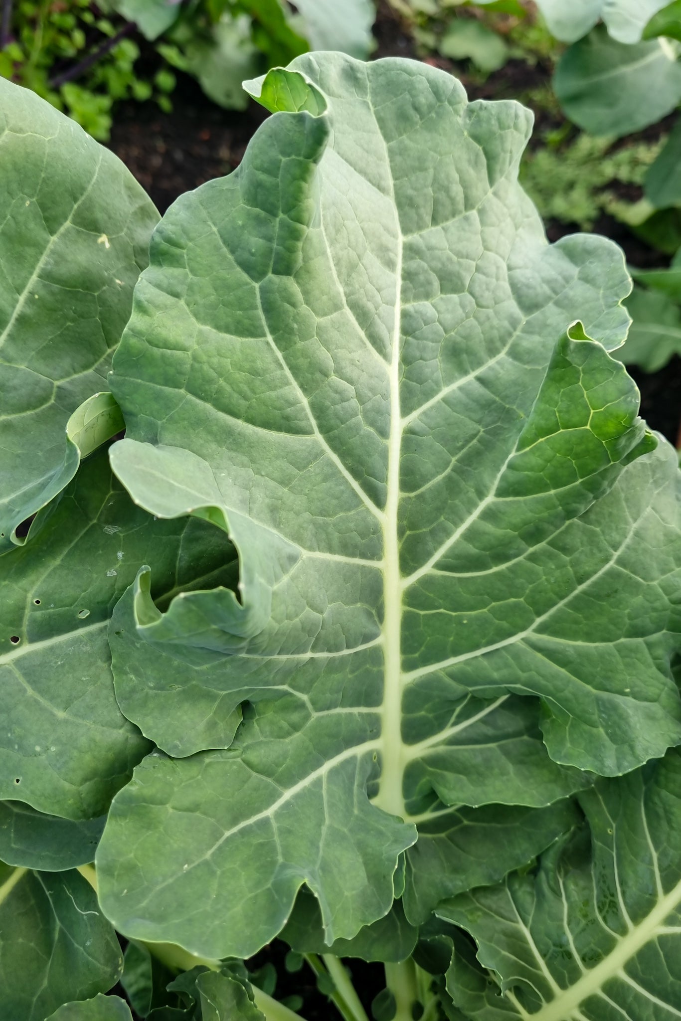 Broccoli- Spigariello