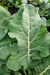 Broccoli- Spigariello