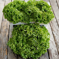 Ezpark – Organic Lettuce Seed