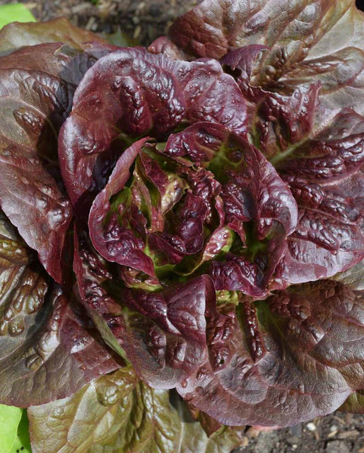 Pomegranate Crunch – Organic Romaine Lettuce Seeds