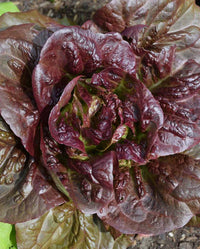 Pomegranate Crunch – Organic Romaine Lettuce Seeds