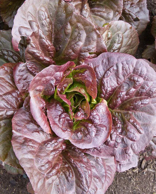 Pomegranate Crunch – Organic Romaine Lettuce Seeds