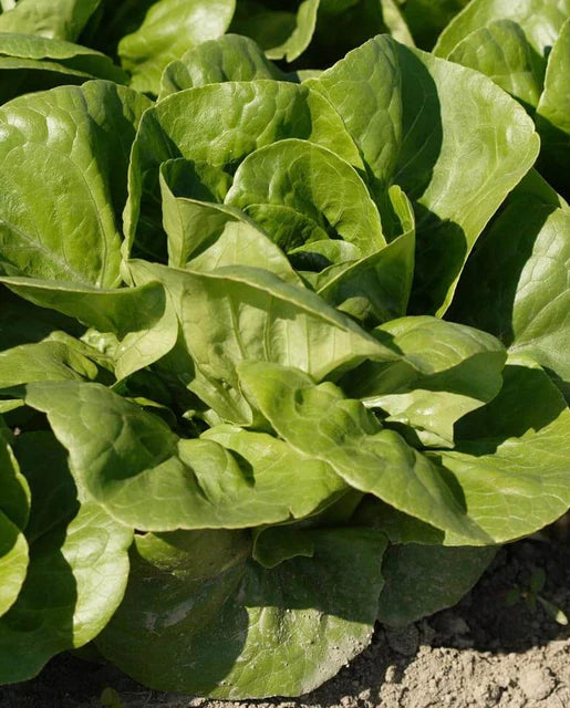 Coastal Star – Lettuce Seed