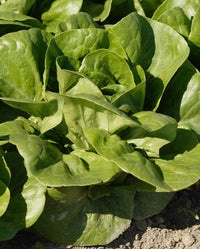 Coastal Star – Lettuce Seed