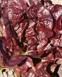 Rouge d’Hiver – Organic Lettuce Seed