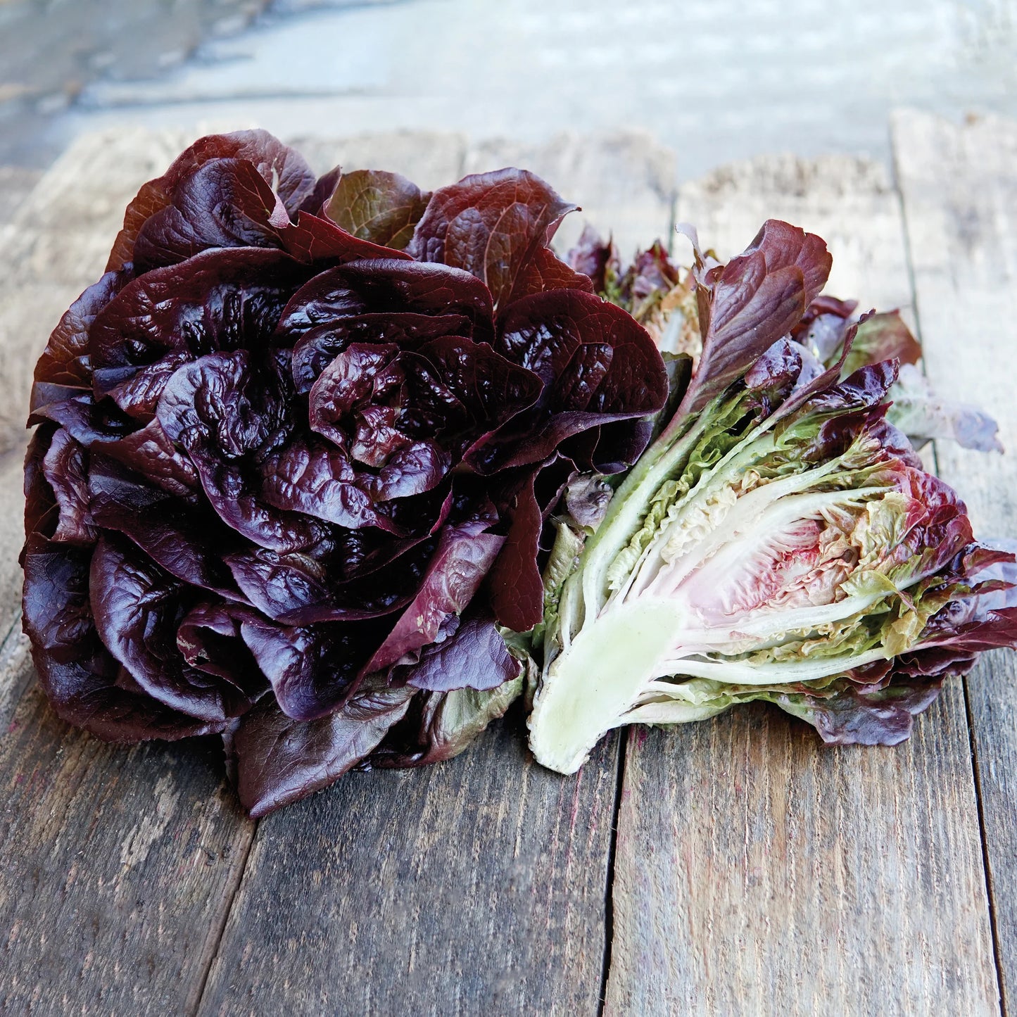 Pomegranate Crunch – Organic Romaine Lettuce Seeds