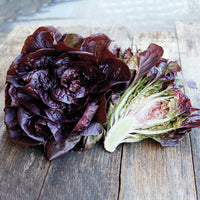 Pomegranate Crunch – Organic Romaine Lettuce Seeds