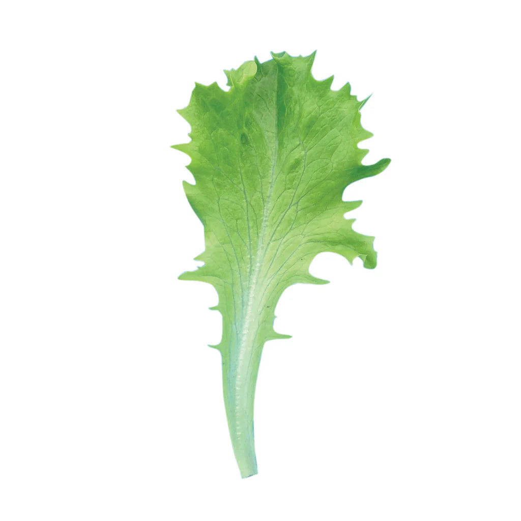 Celinet – Organic Lettuce Seed