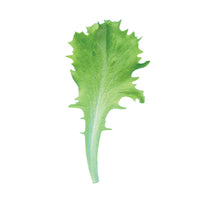 Celinet – Organic Lettuce Seed