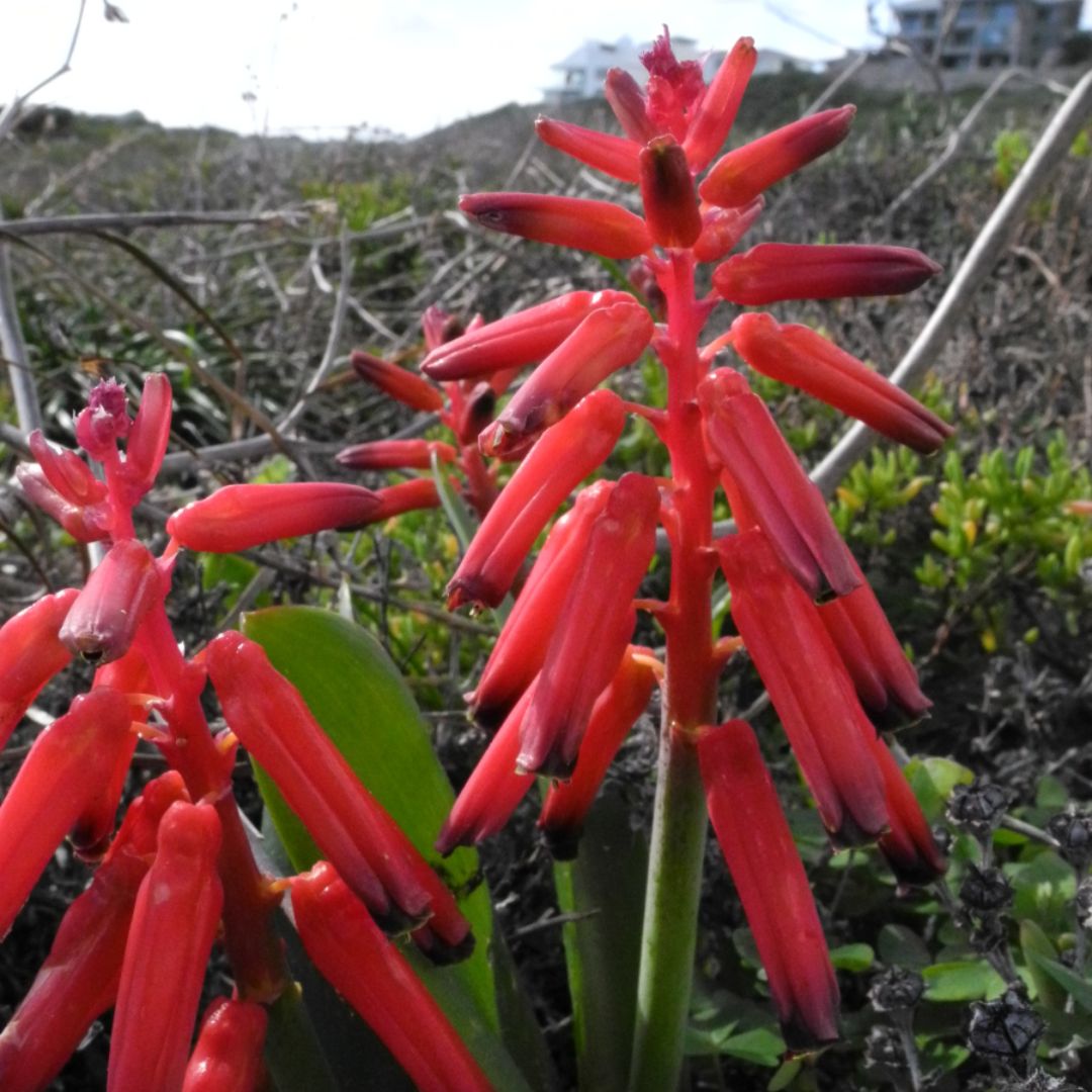 Lachenalia- Bulbifera