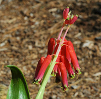 Lachenalia- Bulbifera