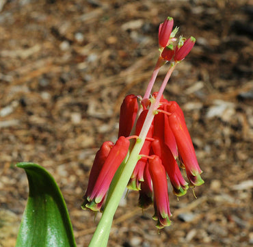 Lachenalia- Bulbifera