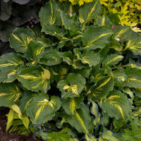 Lakeside Paisley Print Hosta