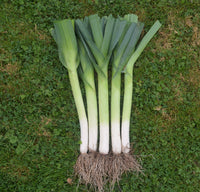 Lexton – Leek Seed