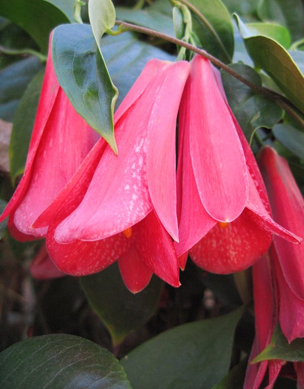 Lapageria Rosea Flower Seeds for Planting – Heirloom, Non-GMO Seeds for Garden Blooms