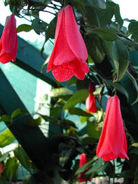 Lapageria Rosea Flower Seeds for Planting – Heirloom, Non-GMO Seeds for Garden Blooms