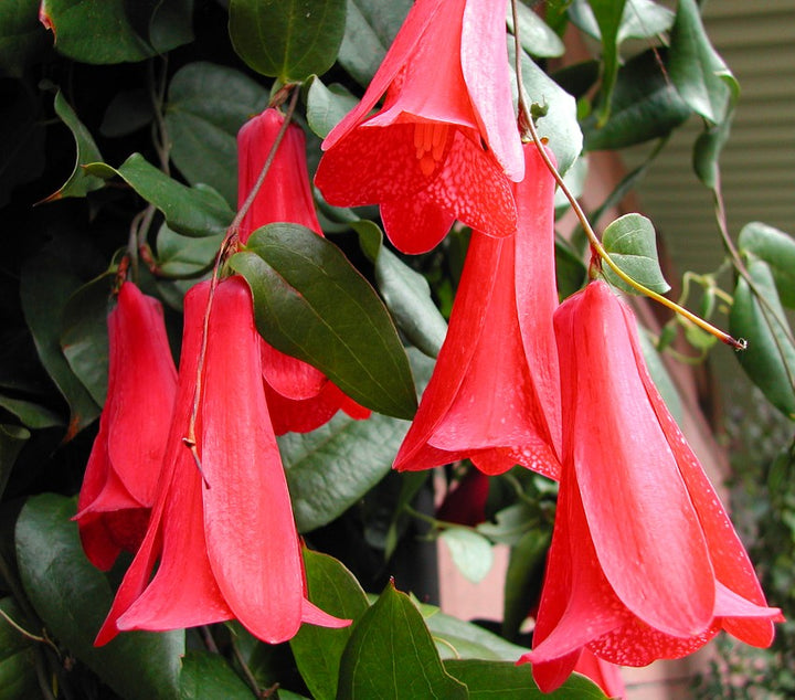 Lapageria Rosea Flower Seeds for Planting – Heirloom, Non-GMO Seeds for Garden Blooms