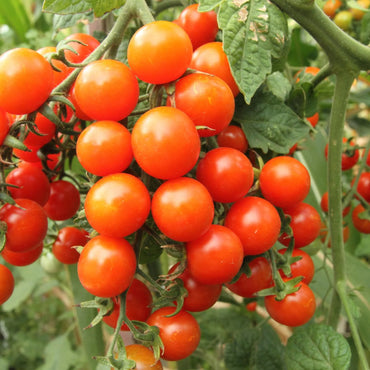 Washington Cherry – Organic Tomato Seed