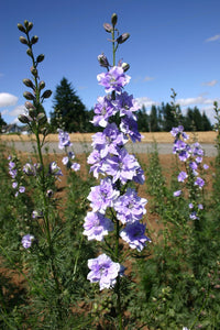 QIS? Light Blue – Larkspur Seed