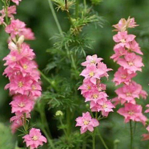 Larkspur- Imperial Rose Queen