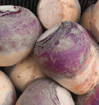 Laurentian – Rutabaga Seed