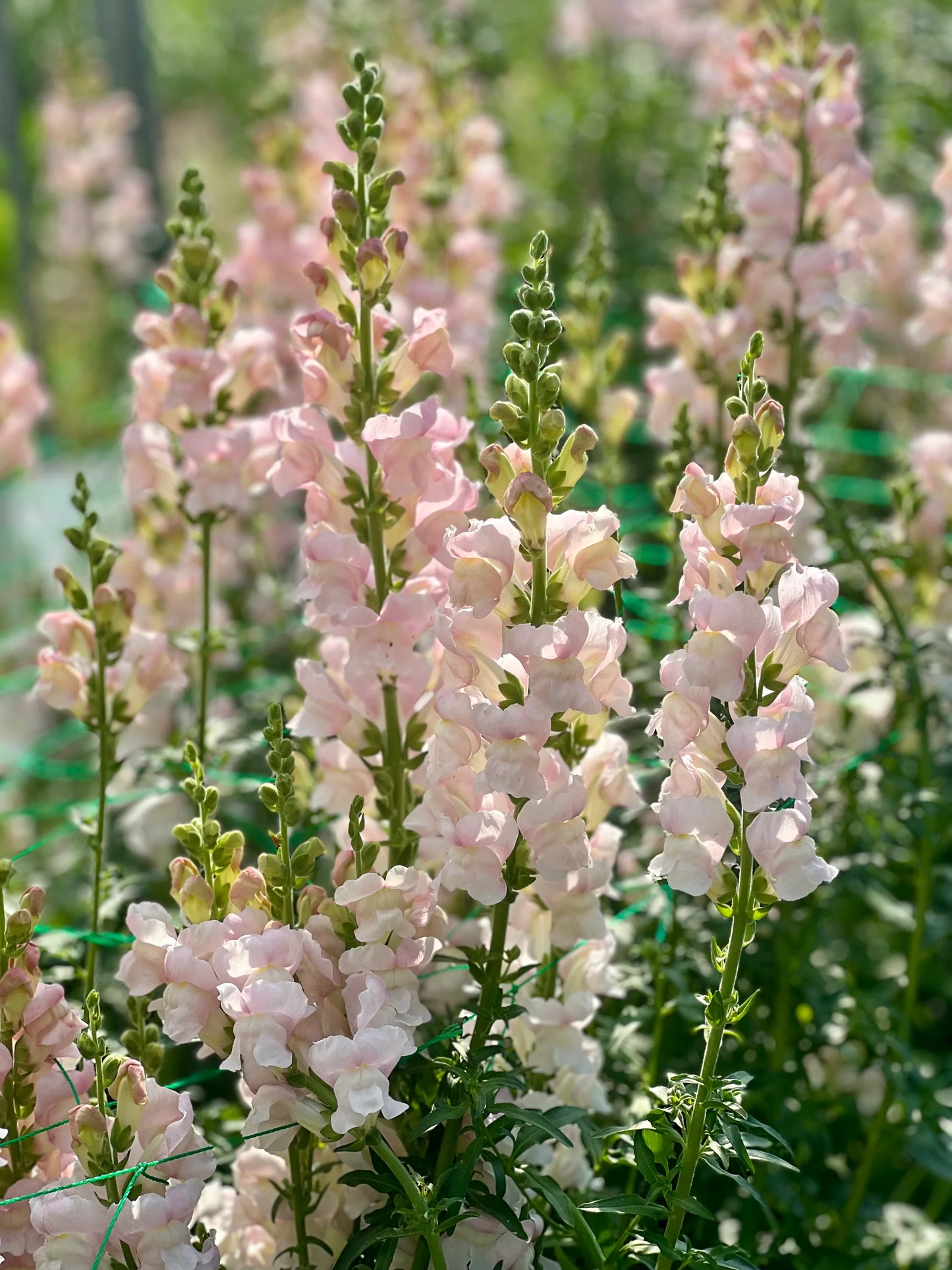 Costa Silver – Snapdragon Seed