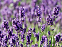 Lavender Munstead Flower Seeds for Planting ,Heirloom Seeds